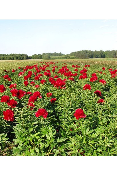 Paeonia Red Charm – символ изящества и красоты среди травянистых пионов.